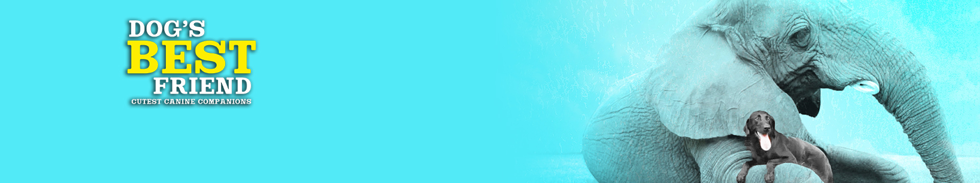 Dog’s Best Friend: Cutest Canine Companions