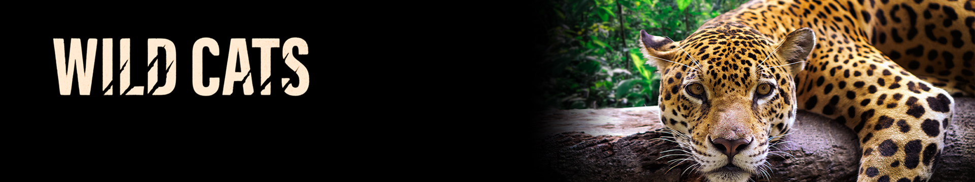 Wild Cats